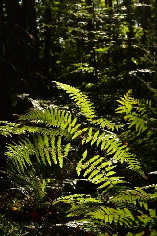 2018-10 Prague/Sächsische Schweiz/DSC_5841.JPG